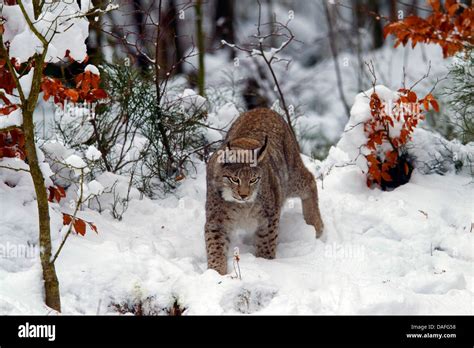 Eurasian Lynx Lynx Lynx In Winter Forest Sweden Stock Photo Alamy