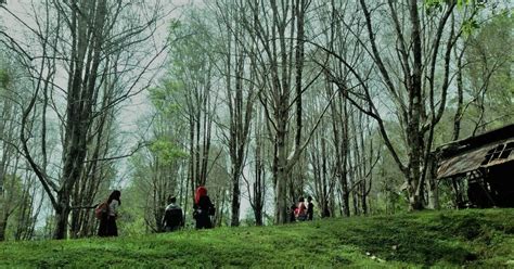 Wisata Kebun Cengkeh Kota Ternate Nikmati Deretan Pohon Cengkeh Dan