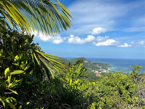 Premium Photo | Hiking in the jungle on mahe island on the seychelles