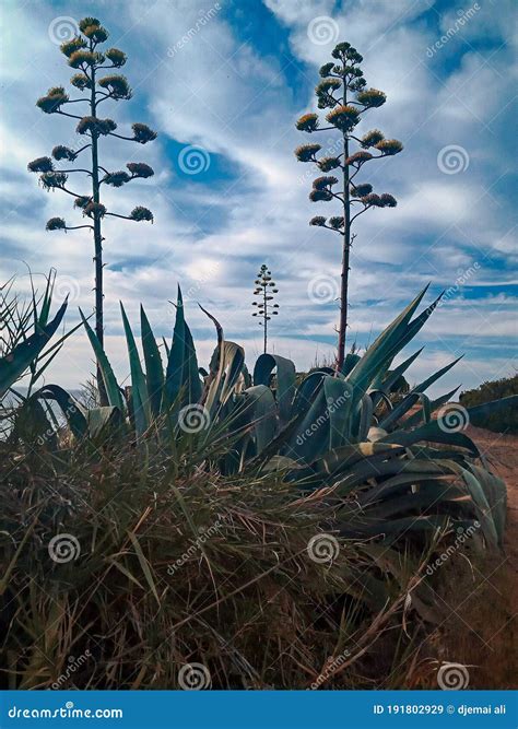 Sky And Clouds With Agave Tree Royalty Free Stock Photography