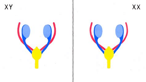 Sex Explained Caresse Haaser