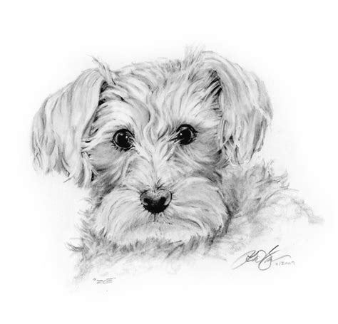 Dog Pencil Sketch at PaintingValley.com | Explore collection of Dog ...