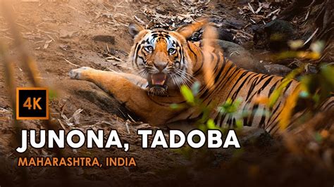 Jungle Safari In India 🇮🇳 Junona Gate Tadoba National Park Maharashtra India In 4k Youtube