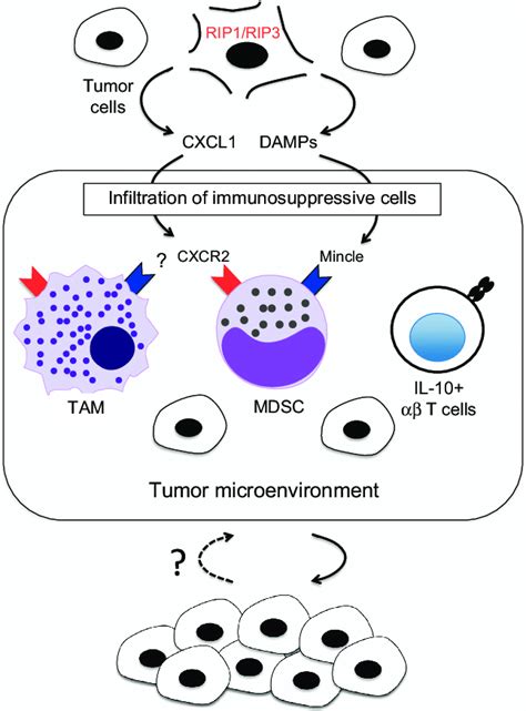 RIP1 RIP3 Dependent Necroptosis Promotes Pancreatic Tumor Progression