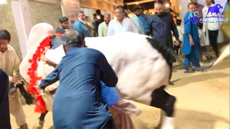 BULL Out Of Control In Opening Ceremony AS Cattle Farm Maweshi