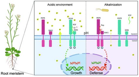 科学网—《细胞》：郭红卫柴继杰合作团队揭示植物感知胞外ph的机制 小柯生命的博文