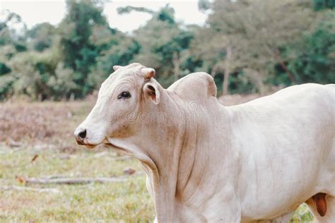 Cria O De Gado No Brasil Pecu Ria E Agricultura S O As Principais