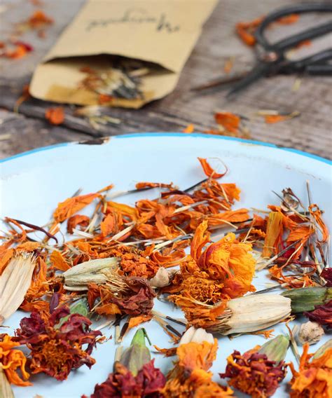 How To Harvest Marigold Seeds A Quick And Easy Guide