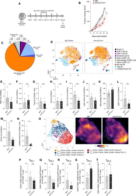 Soluble Ctla Attenuates T Cell Activation And Modulates Anti Tumor