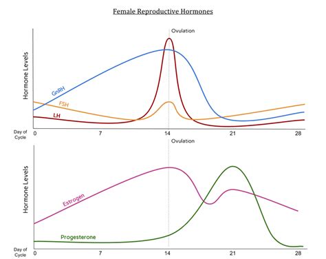 Female Hormone Lesson Renee Cotter Md Gynecologists