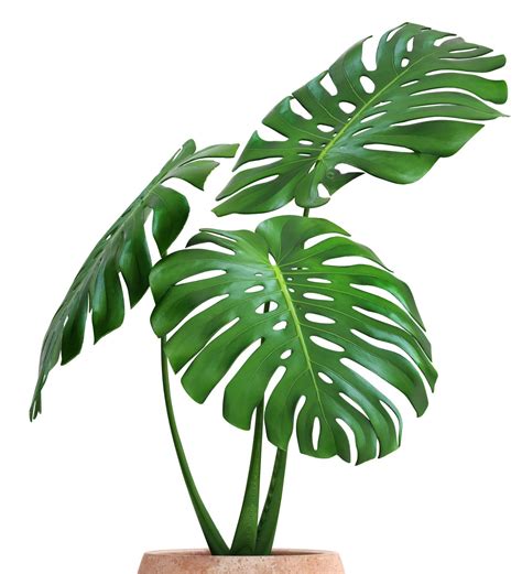 Монстера деликатесная (95 фото) - фото - картинки и рисунки: скачать ...