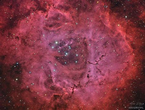 The Rosette Nebula NGC 2237 Astrocat