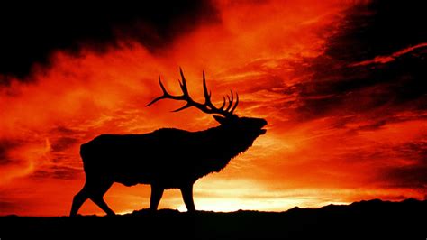 Incredible Animal Silhouettes From Around The World (PHOTOS) | The ...