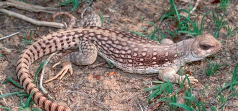 Iguana Del Desierto Caracter Sticas Qu Come D Nde Vive