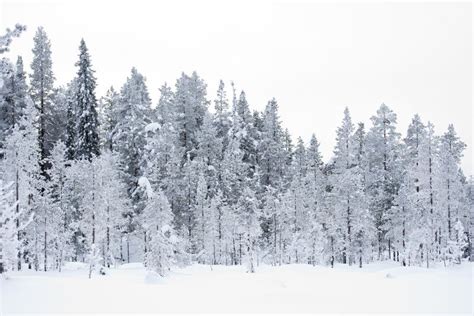 Taiga in the snow stock image. Image of winter, tourism - 20372361