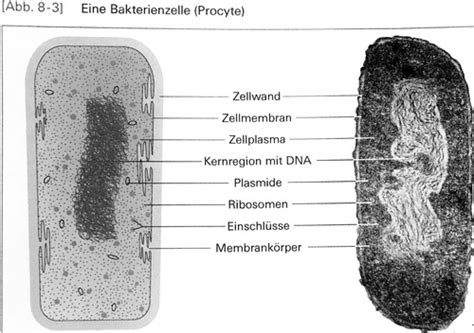 Biologie Grundlagen Flashcards Quizlet