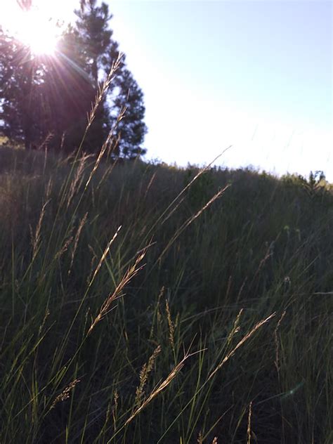 Bluebunch Wheatgrass Pipilo Native Plants