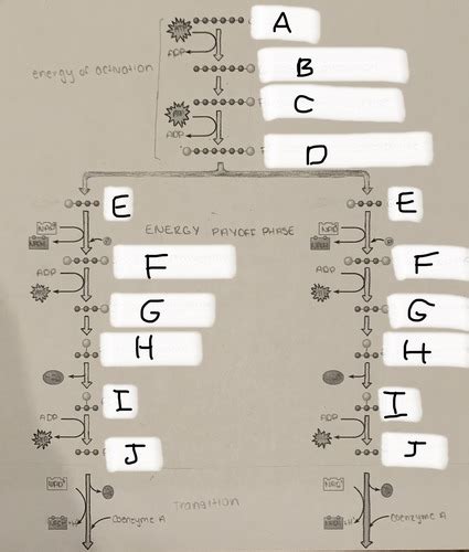 Chapter 6 Biology Glycolysis Citric Acid Cycle And Oxidative