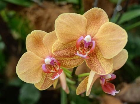 10 Common Types of Orchids for Your Home and Garden | Florgeous