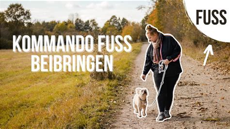 FUSS BEIBRINGEN KOMMANDO BEI FUSS HUND FUSS LAUFEN LERNEN