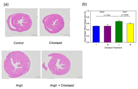 Ijms Free Full Text Cilostazol Attenuates Angii Induced Cardiac