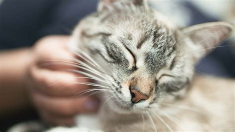 O Que Significa O Ronronar Do Gato - Saiba o que significa o ronronar dos gatos