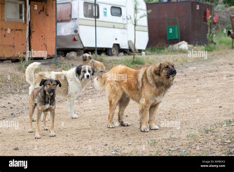 dog canis lupus familiaris stock photo alamy