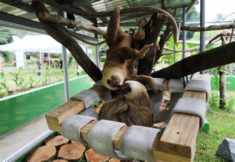 Parque Municipal Summit rescata y rehabilita más de 400 Animales