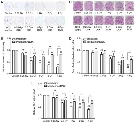 Effect Of Autophagy On Irradiation‑induced Damage In Osteoblast‑like