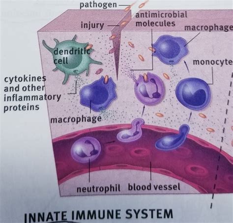 Immune System Flashcards Quizlet