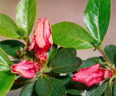 Azalea Diseases Expert Tips For Spotting And Solving Issues Homes And Gardens