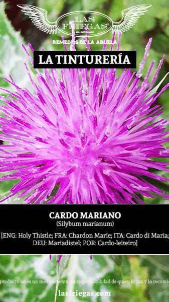 Cardo Mariano Silybum Marianum Tintura Madre Tinturas Madre