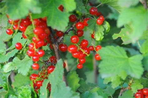 Rode Bes Kopen Alle Ribus Rubrum Rosetta Bessenstruik Online Kopen