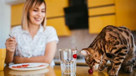 Rüyada Kedi Görmek Ne Anlama Gelir Rüyada Kedi Görmek Diyanet