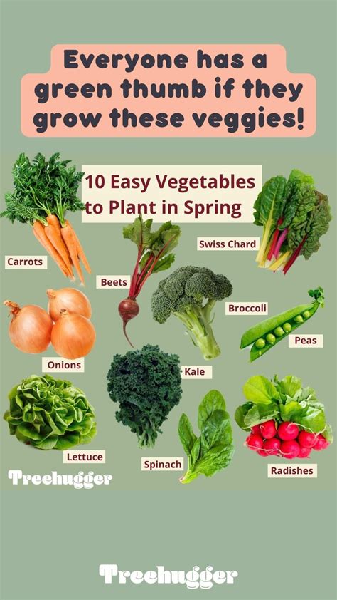 10 Easy Vegetables To Plant In Spring Artofit