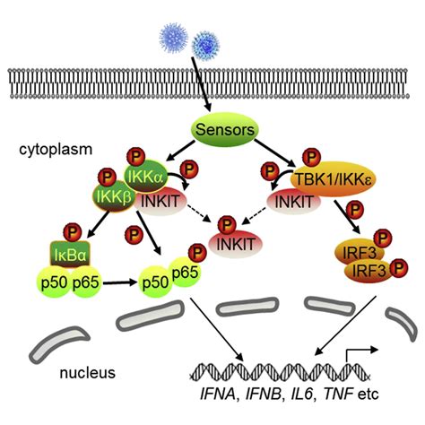 Induction Of Inkit By Viral Infection Negatively Regulates Antiviral