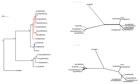 Genome Wide Phylogeny Of Phytopathogenic Pseudomonads Inferred With