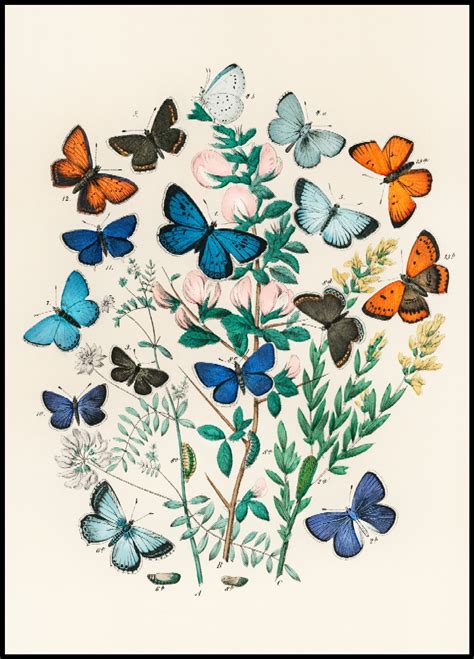 Collection Of Butterflies Vintage Poster Posteryard Snygga Posters