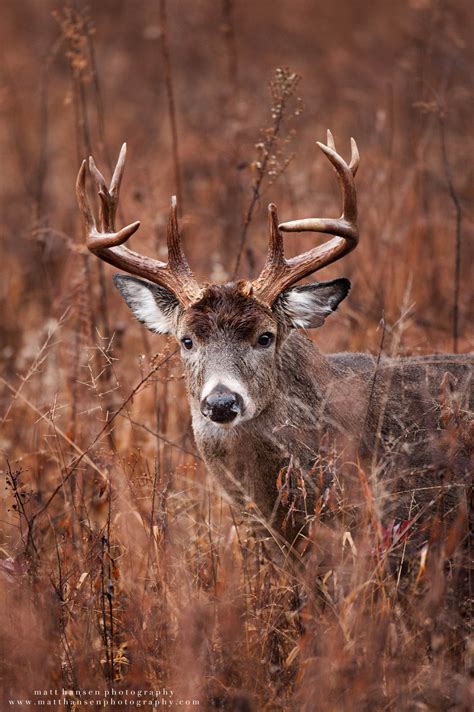 Professional Whitetail Deer Photography | Matt Hansen