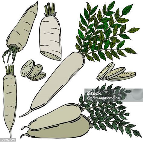 Radish Daikon Colored Illustration Vector Stock Illustration Download