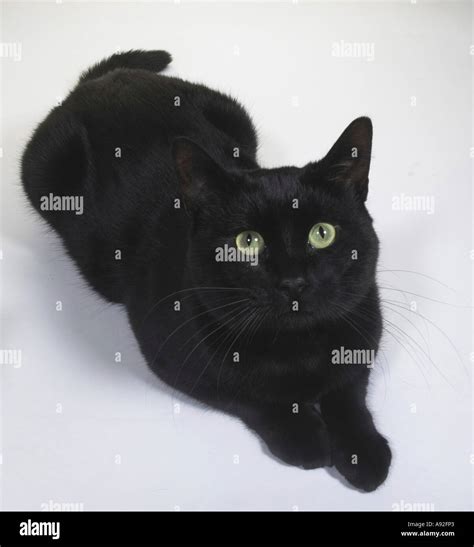 Close Up Of A Black Cat Lying Down Stock Photo Alamy