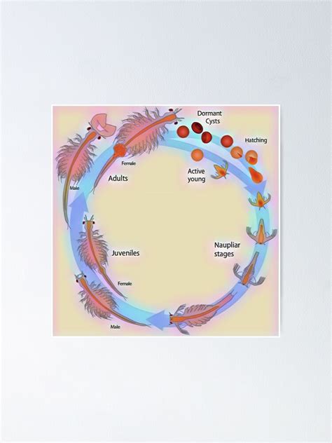 Life Cycle Of Brine Shrimp Poster By Funhousejen Ubicaciondepersonascdmxgobmx