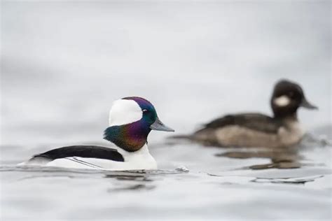 Diving Birds In Florida Global Birding Initiative