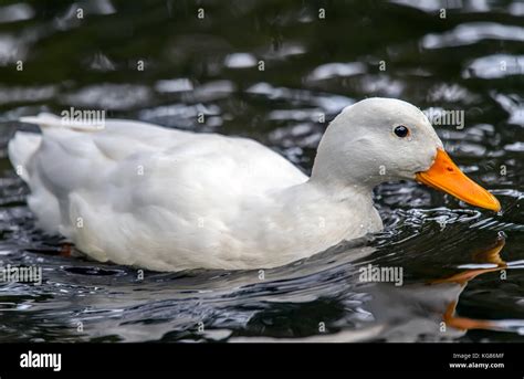 Pekin duck, swimming in a river, close up Stock Photo - Alamy