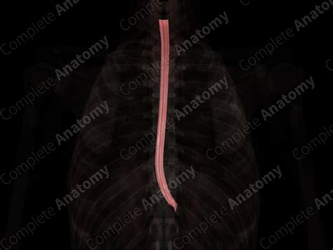 Mucosa of Esophagus | Complete Anatomy