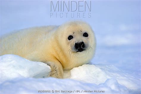 Harp Seal Stock Photo Minden Pictures