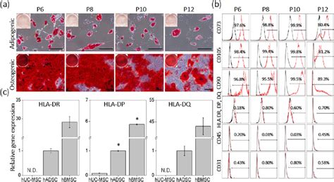 Huc Msc Differentiation Potential And Stem Cell Phenotype Huc Mscs