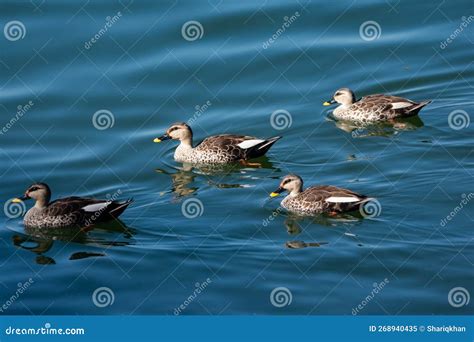 Flock Of Beautiful Indian Spot Billed Duck Anas Poecilorhyncha In Water