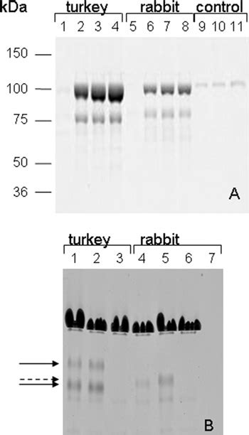 Binding of synaptopodin 2 and fesselin to α actinin and smooth muscle