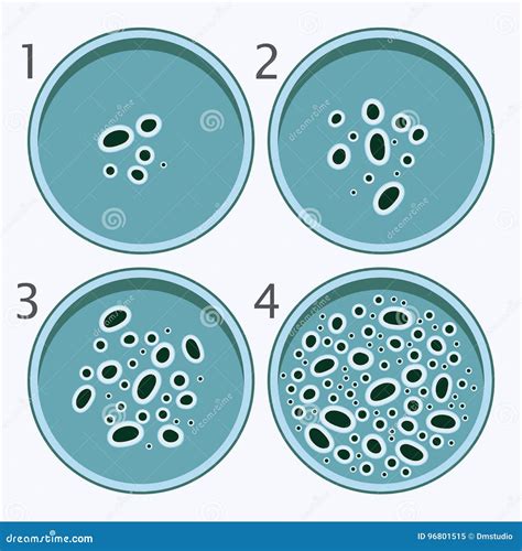 Etapas Del Crecimiento De Las Bacterias Bacteria En Placas De Petri